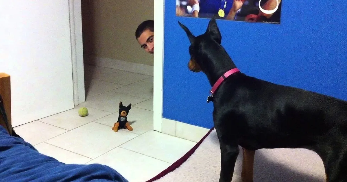 A Doberman pinscher wearing a pink collar looks at a small toy dog on a leash.