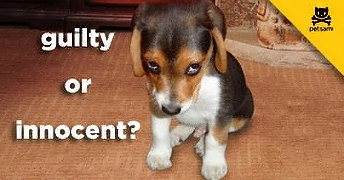 A beagle puppy sits on a carpet with a "guilty or innocent?" text and a "Petsam" logo.