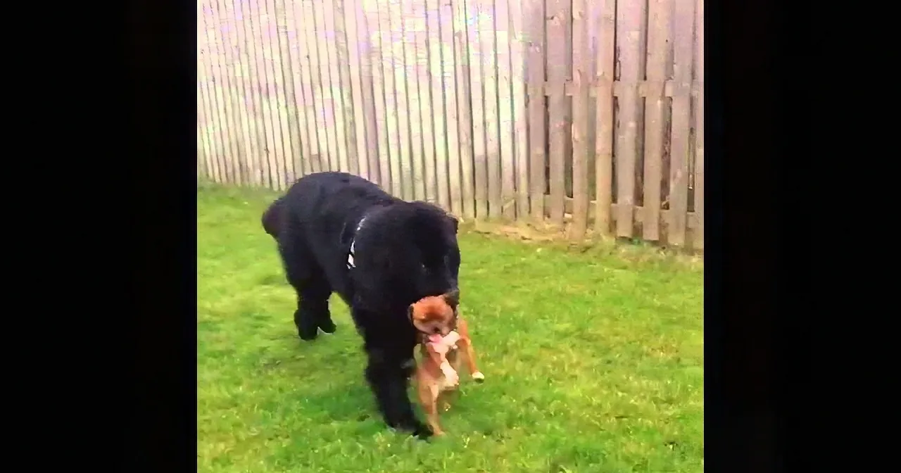 A black dog and a small brown dog are playing on a grassy lawn near a wooden fence.