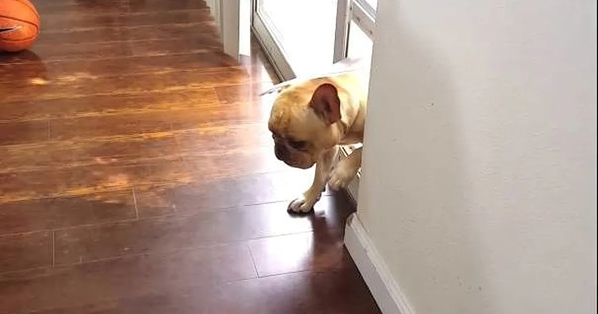 A small, light brown dog with a wrinkled face stands on a wooden floor, looking down near a white wall.