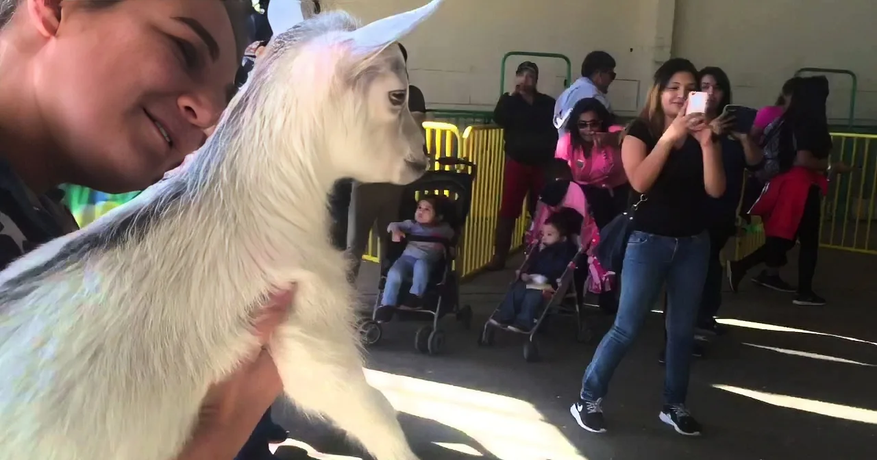 A person holds a white goat while a crowd of people, including children, watch and take photos in the background.