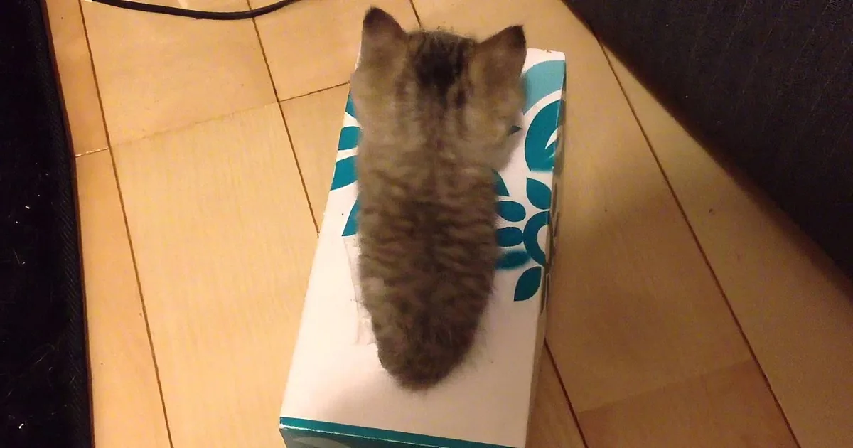 A fluffy gray kitten stands on a white box with blue patterns, looking up.