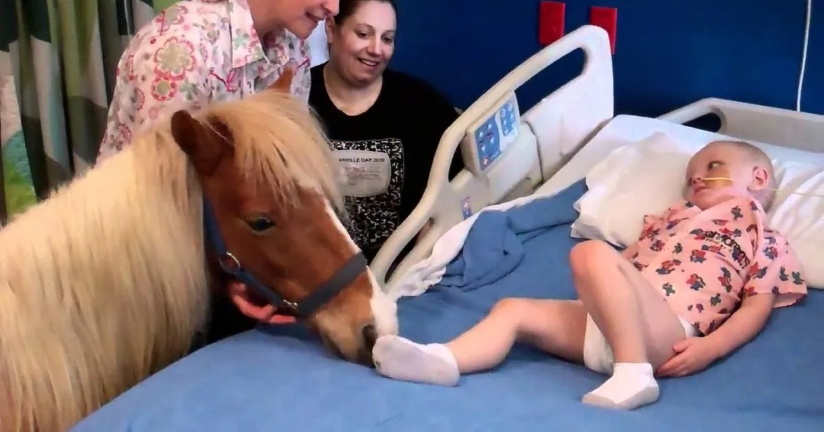 A child in a hospital bed interacts with a small horse, surrounded by adults.