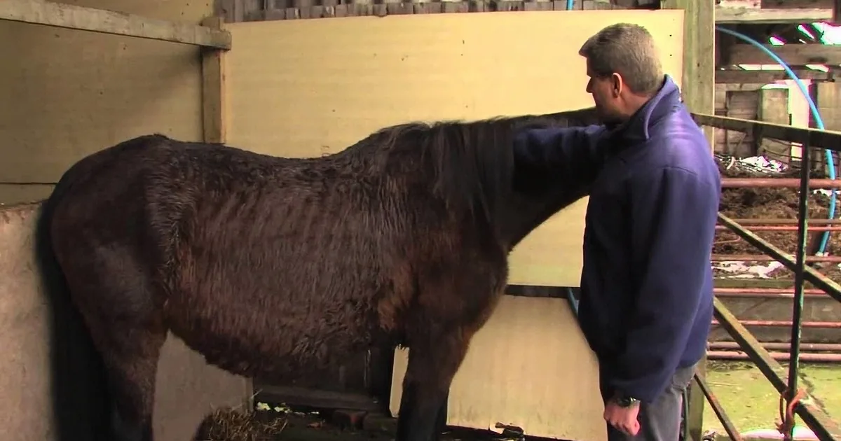A man in a purple jacket pets a dark brown horse in a stable.