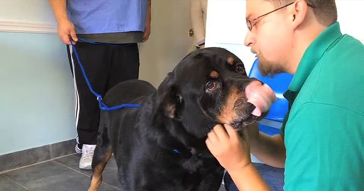 A Rottweiler dog is being petted by a person in a green shirt, with another person standing nearby.