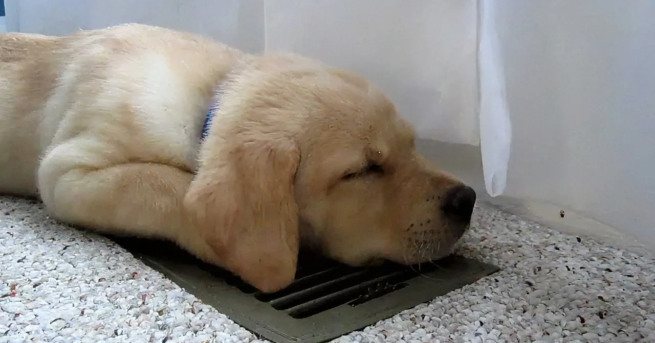 A light brown dog is lying on a textured carpet, appearing to chew on something near a vent.