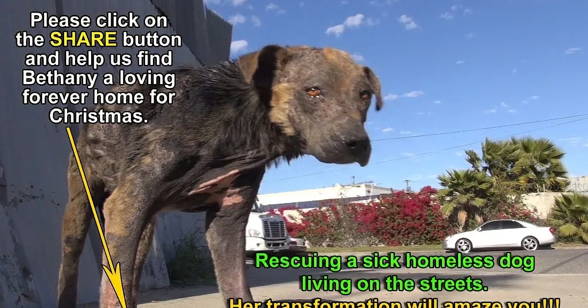 A dog with a sad expression stands on a street, with text asking to share and find a forever home for Bethany.