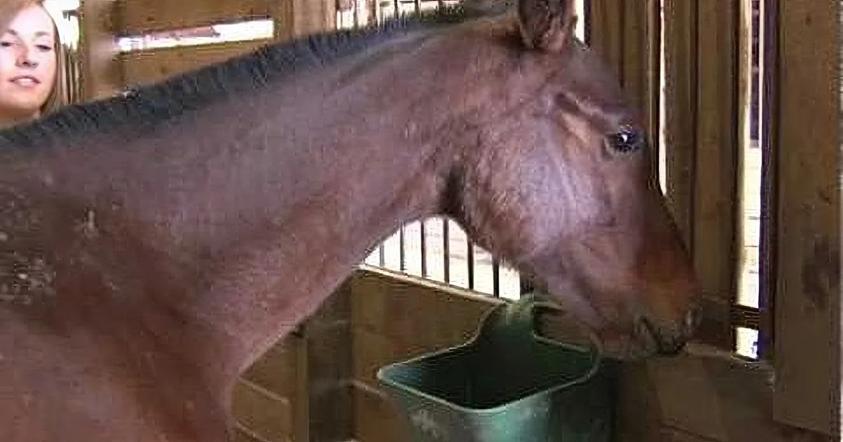 A donkey stands in a stable, its head turned to the right, with a person partially visible in the background.