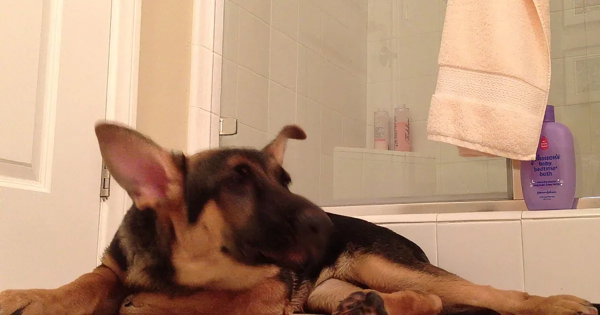 A German Shepherd puppy rests on a bathroom floor, gazing at its reflection in the mirror.