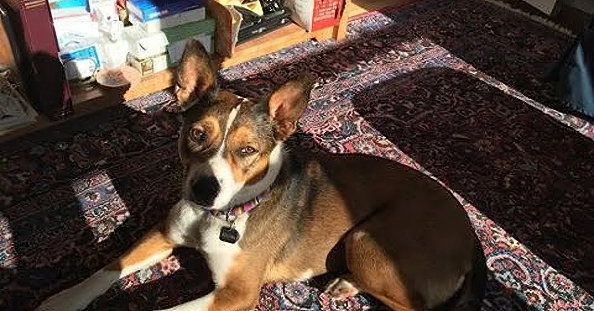 A brown and white dog with a black collar sits on a patterned rug, looking directly at the camera.