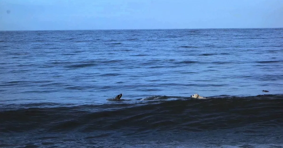 Seals are partially submerged in calm ocean waters under a clear blue sky.