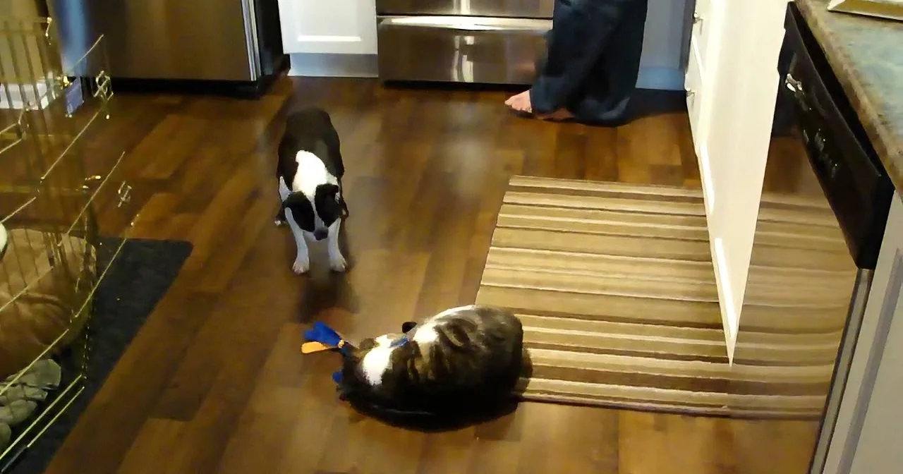 Two dogs play with a toy on a wooden floor in a kitchen.