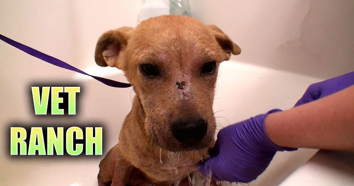 A dog with a bandaged face and purple gloves is being bathed in a tub.