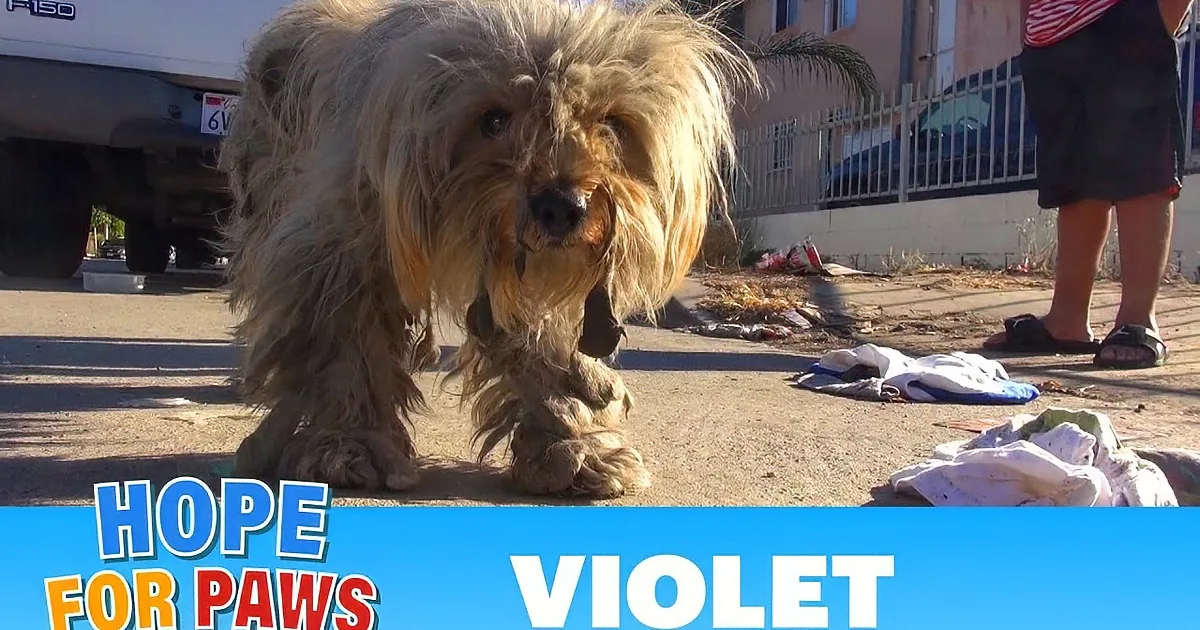 A scruffy, dirty dog with long hair stands on a street, looking sad, with a car and fence in the background.