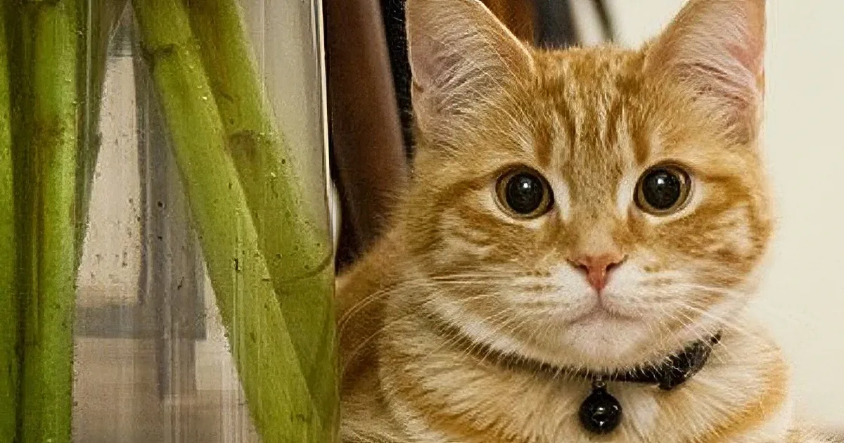 An orange tabby cat with a black collar and white whiskers is looking directly at the camera.