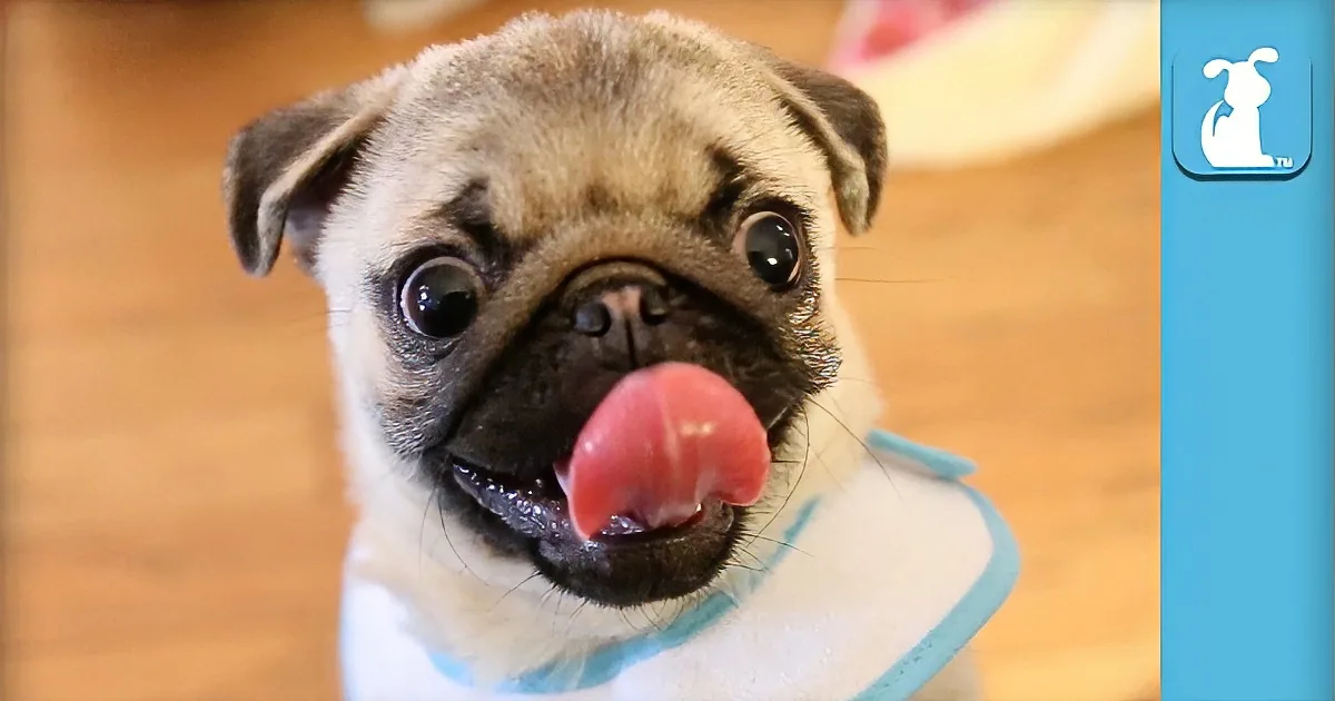 A cute pug puppy wearing a bib, sticking out its tongue and looking adorable.