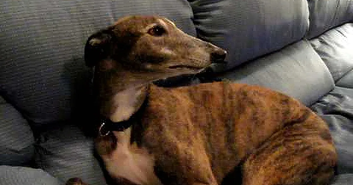 A greyhound dog with a brindle coat sits on a grey couch, looking to the right.