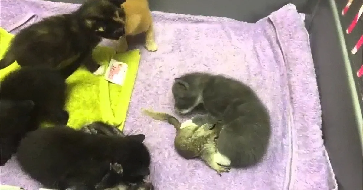 A cat is nursing her kittens on a blanket, with one kitten sleeping nearby.