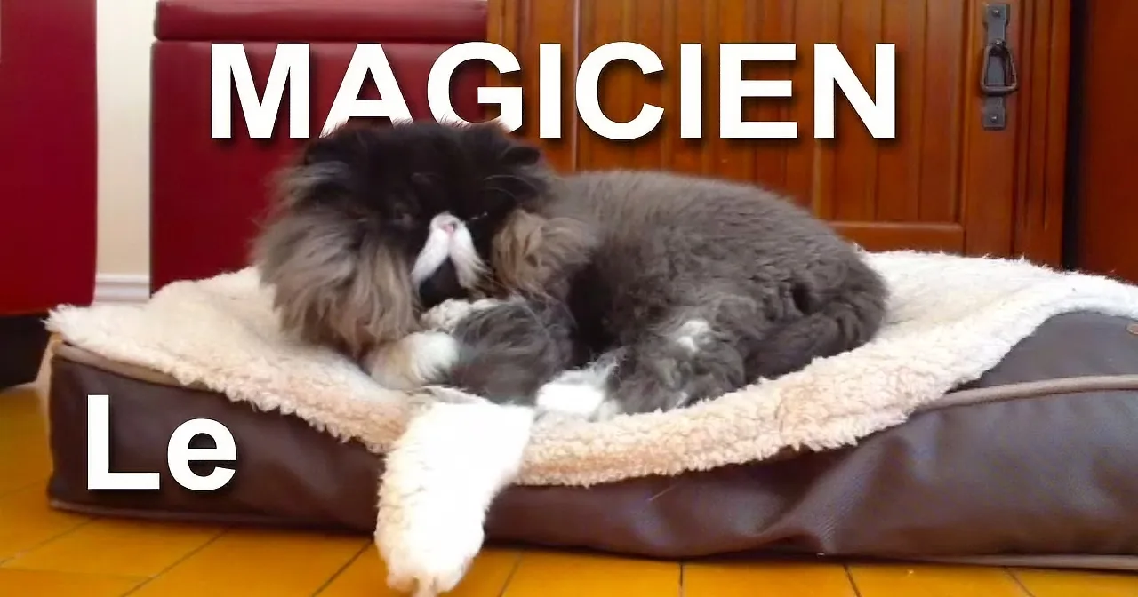 A fluffy cat sleeps curled up on a brown cushion with "MAGICIEN" text overlaid.