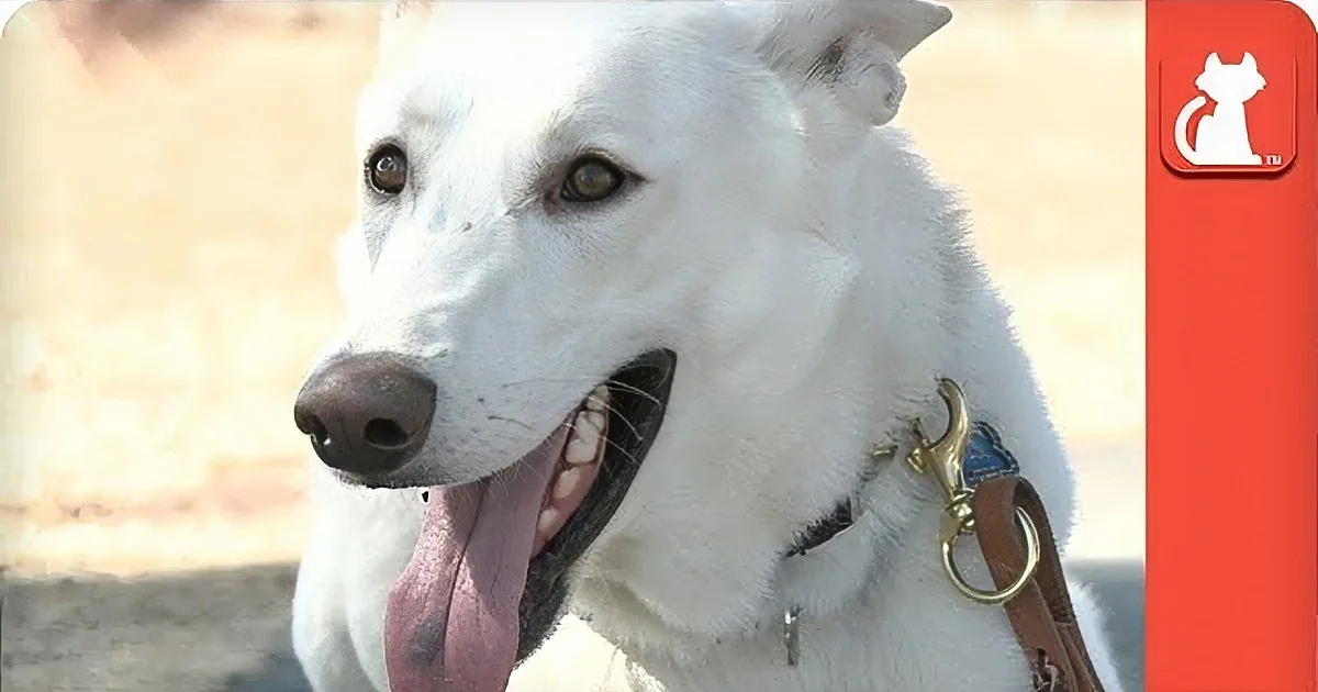 A white dog with a black collar and leash, panting with its tongue out, in a sunny outdoor setting.