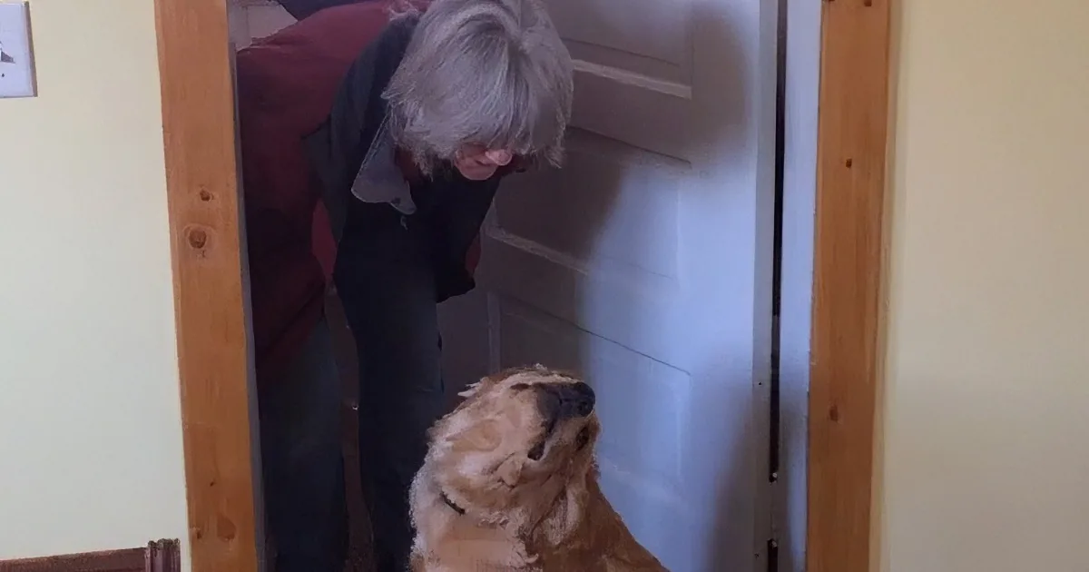 A person leans into a refrigerator, while a dog looks up at them from below.
