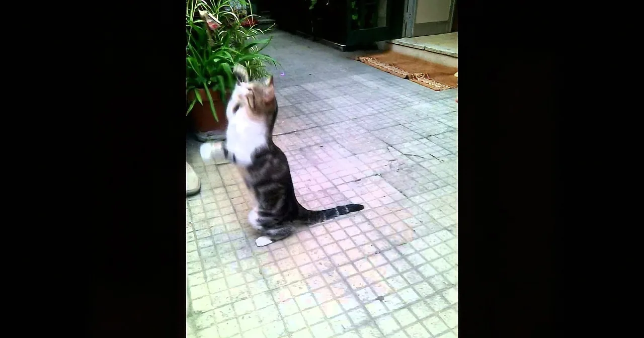 A cat sits on a tiled floor, looking up at a plant in a pot.