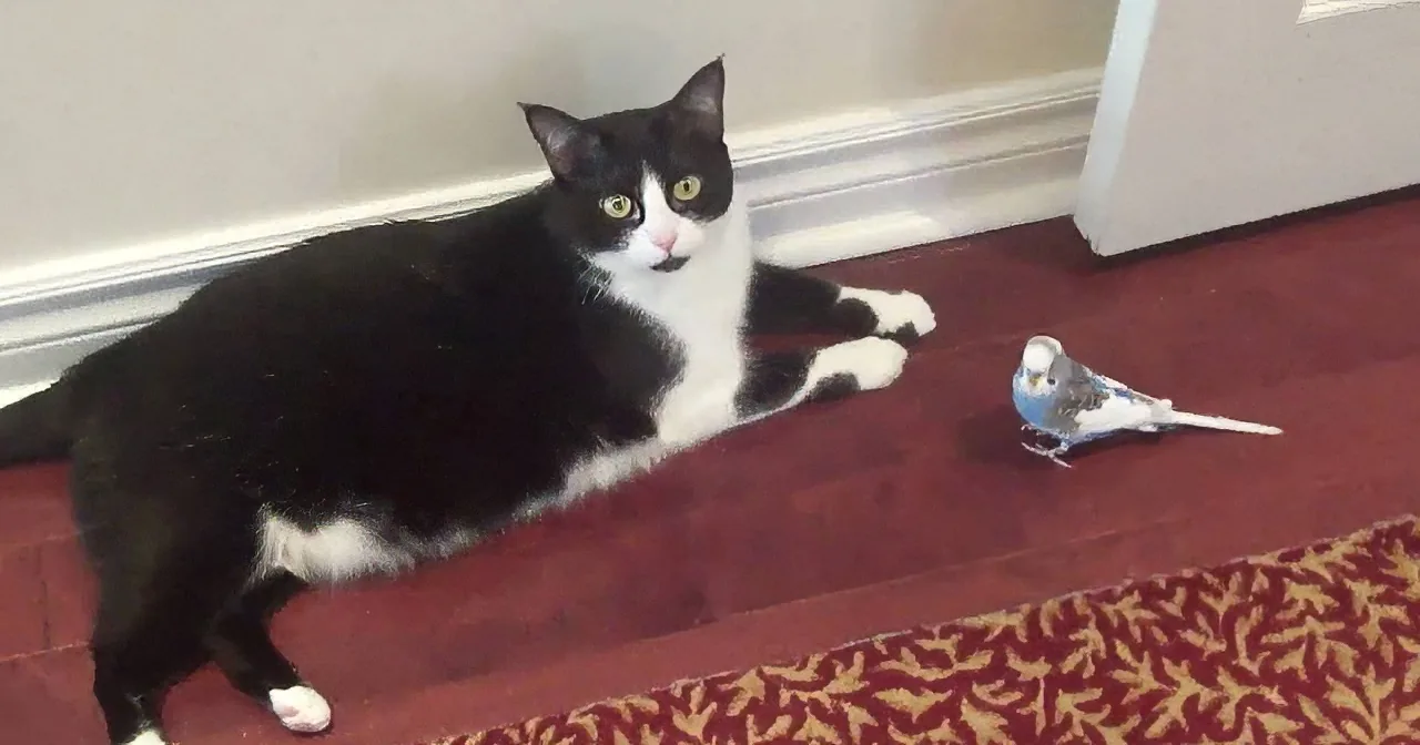 A black and white cat lies on a red carpet, watching a small bird nearby.