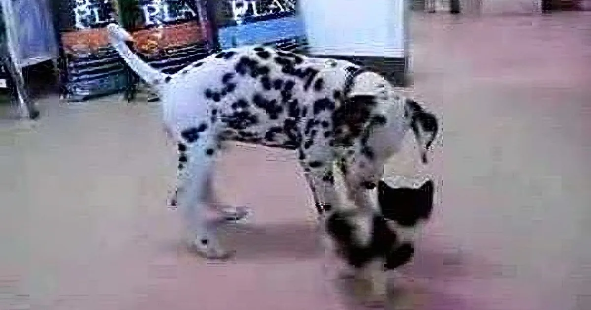 A Dalmatian dog with black spots is standing on a tiled floor, looking down.