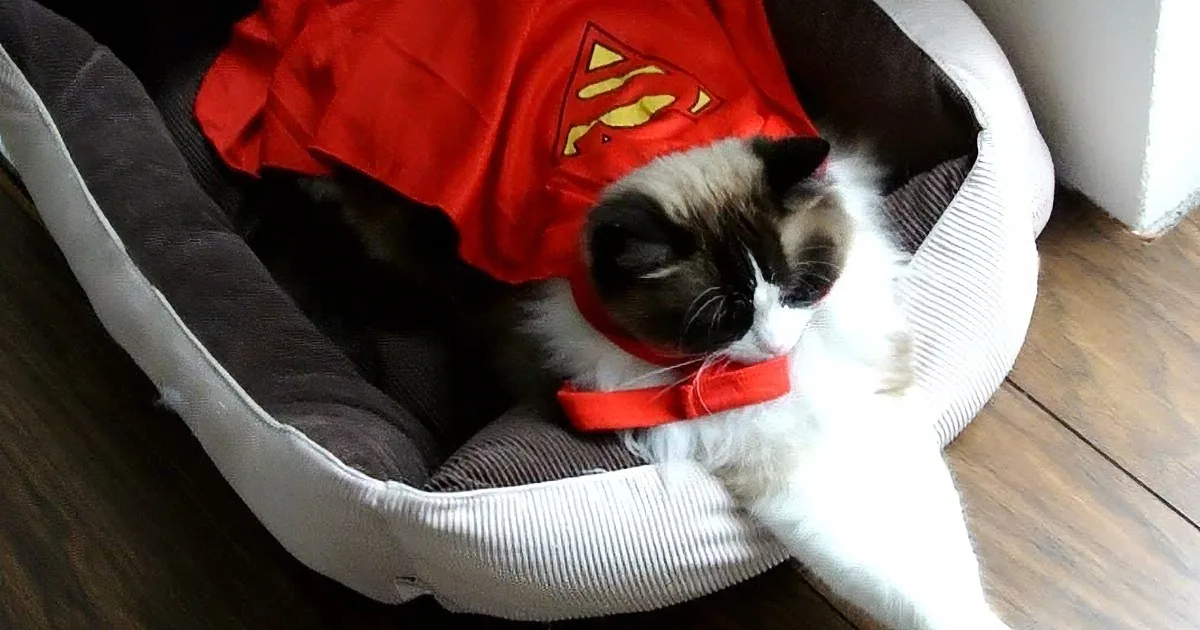 A cat in a red Superman cape rests in a cozy pet bed on a wooden floor.