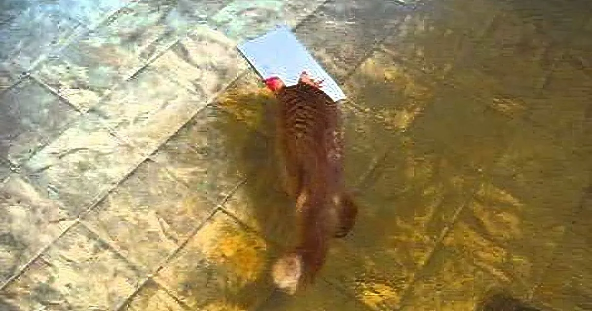 A dog with a red collar and a white object in its mouth is walking on a tiled floor.