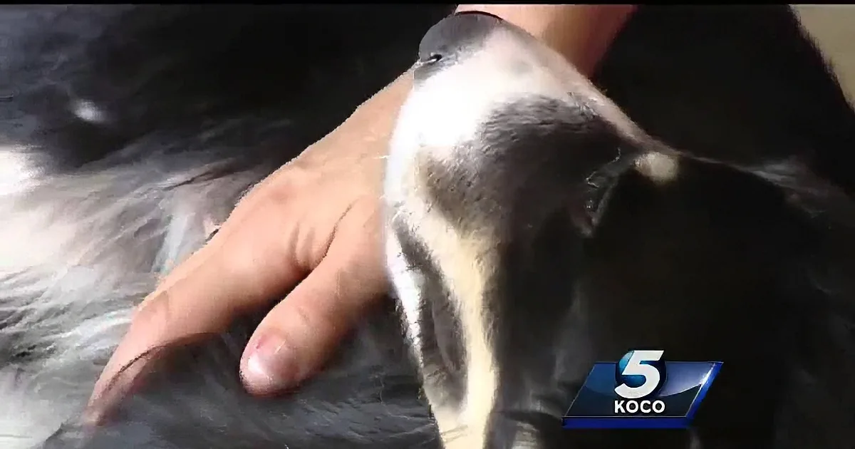 A hand gently pets a black and white dog's head, showing affection.