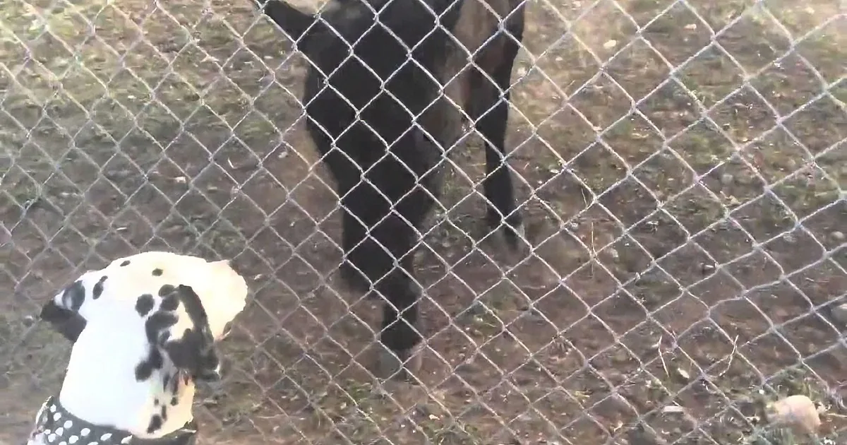 A black and white dog stands behind a chain-link fence, partially obscured by another dog.