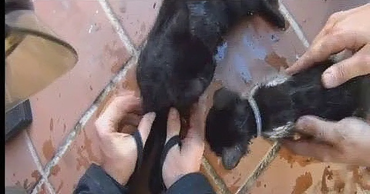 A person is holding a black cat's tail and feet, possibly for grooming or examination.