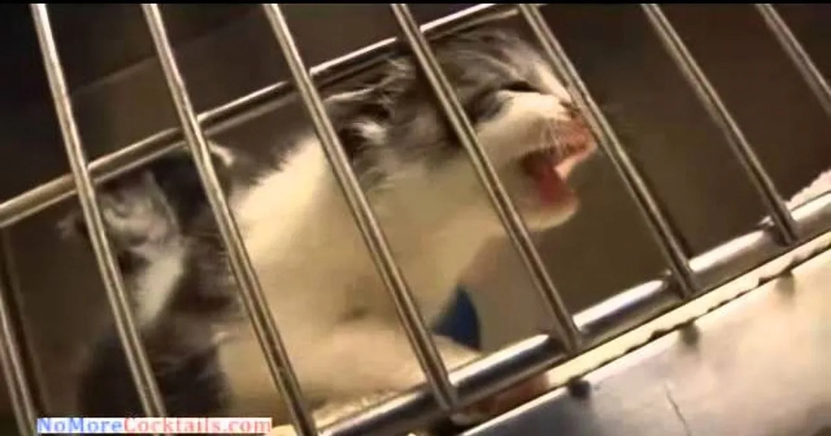 A distressed cat with a white and gray coat is inside a metal cage, appearing to meow or cry.