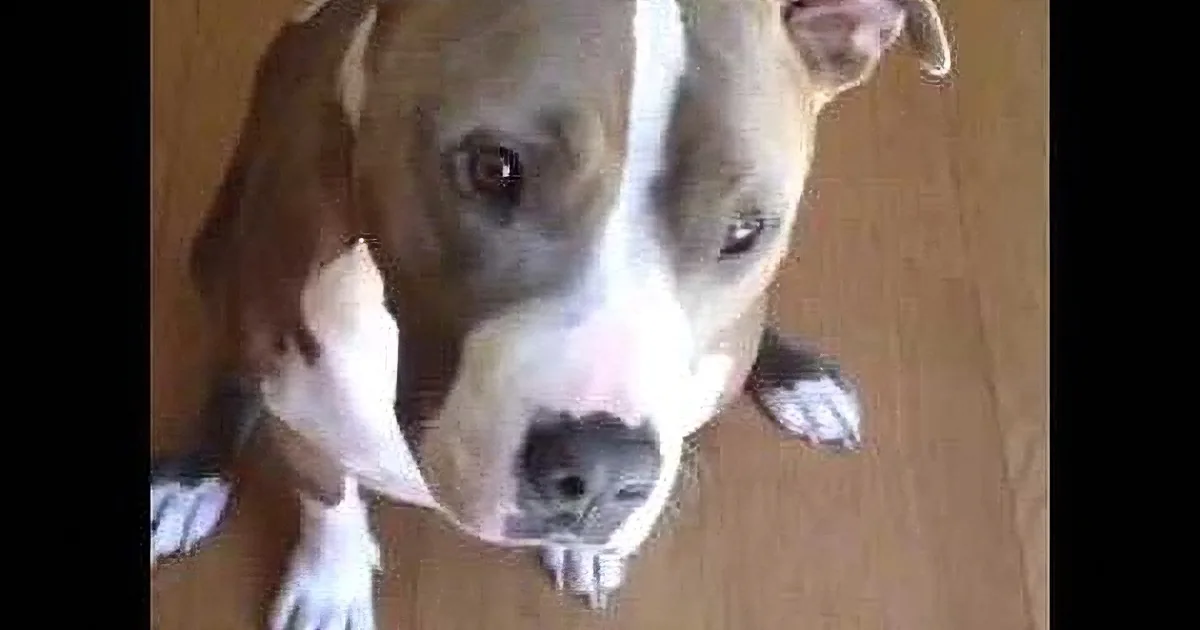 A brown and white dog with a white stripe on its face is looking up at the camera.
