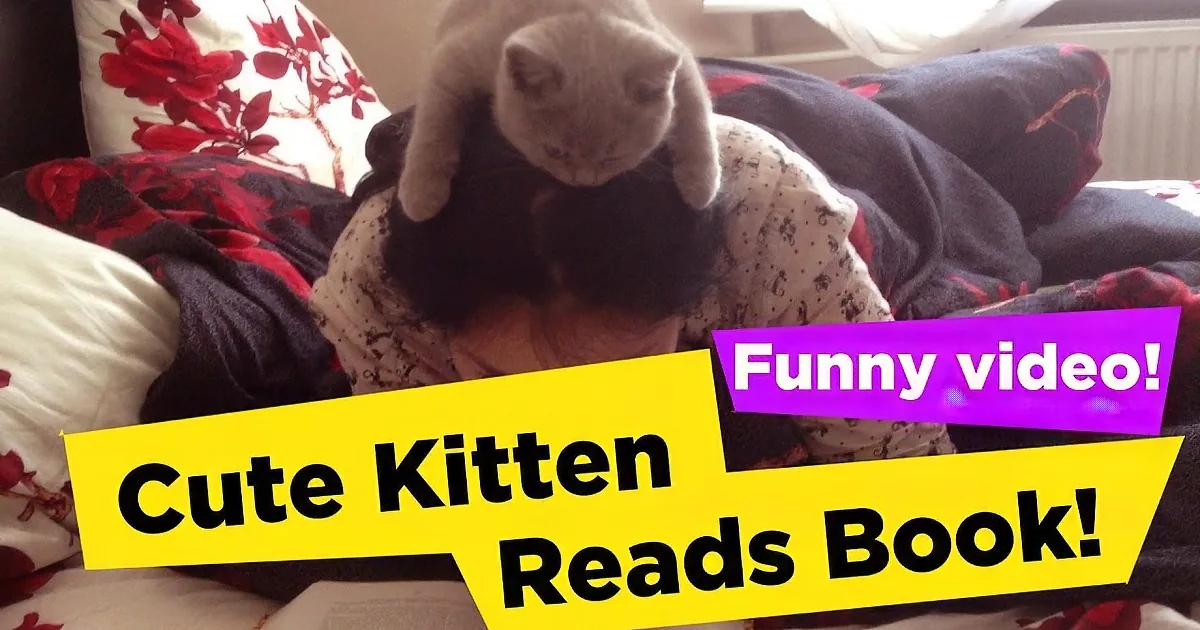 A cat sits on a person's head while they read a book, with text overlay saying "Cute Kitten Reads Book!"