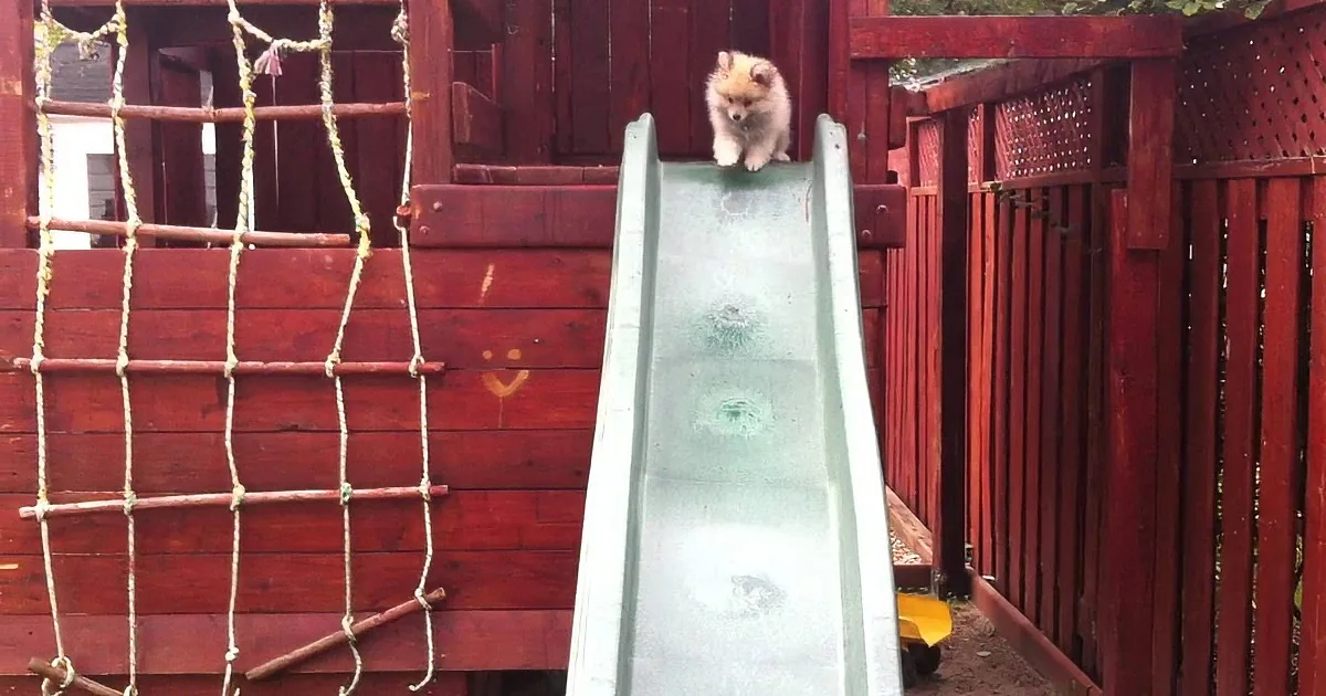 A fluffy dog sits at the top of a small green slide in a wooden play structure.