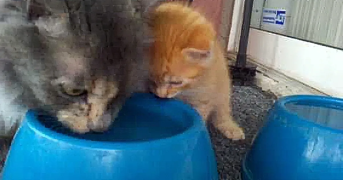 A gray cat and a ginger kitten share a blue bowl, both drinking water.