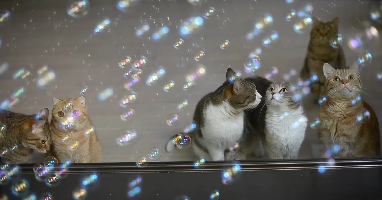 Cats observe soap bubbles floating in the air, creating a whimsical scene.