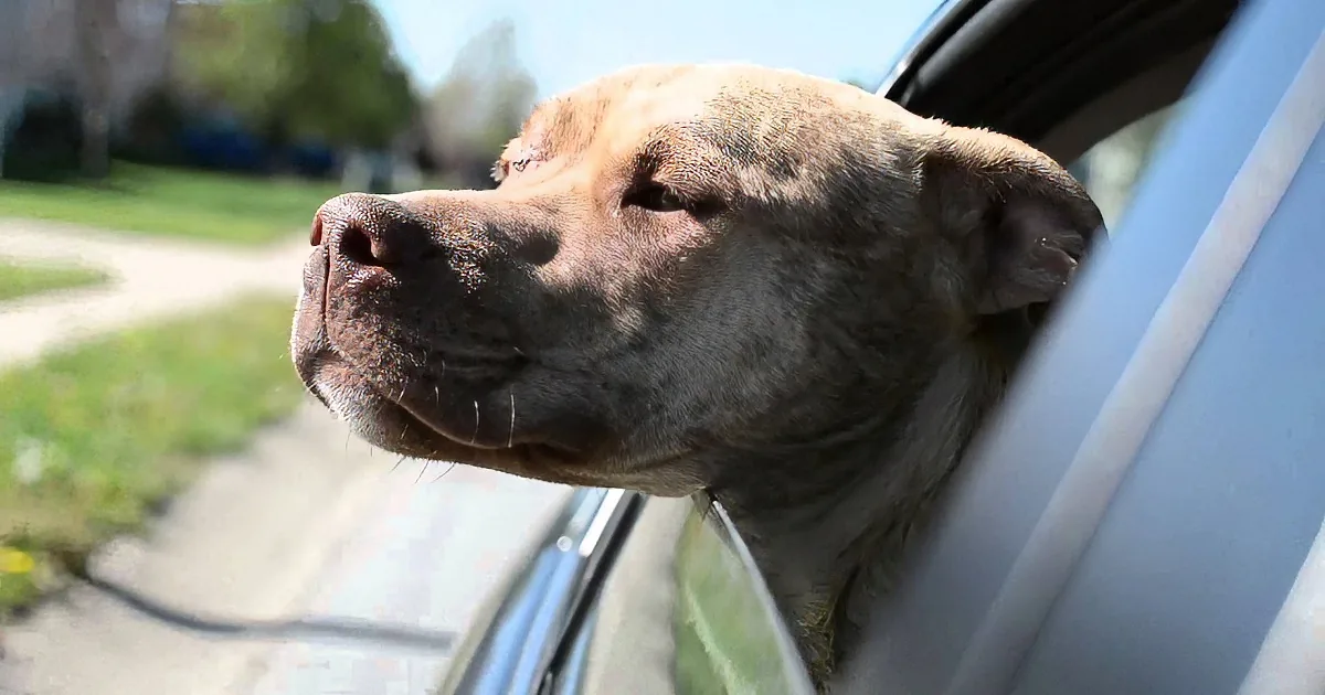 A dog with its head out of a car window, enjoying the breeze.