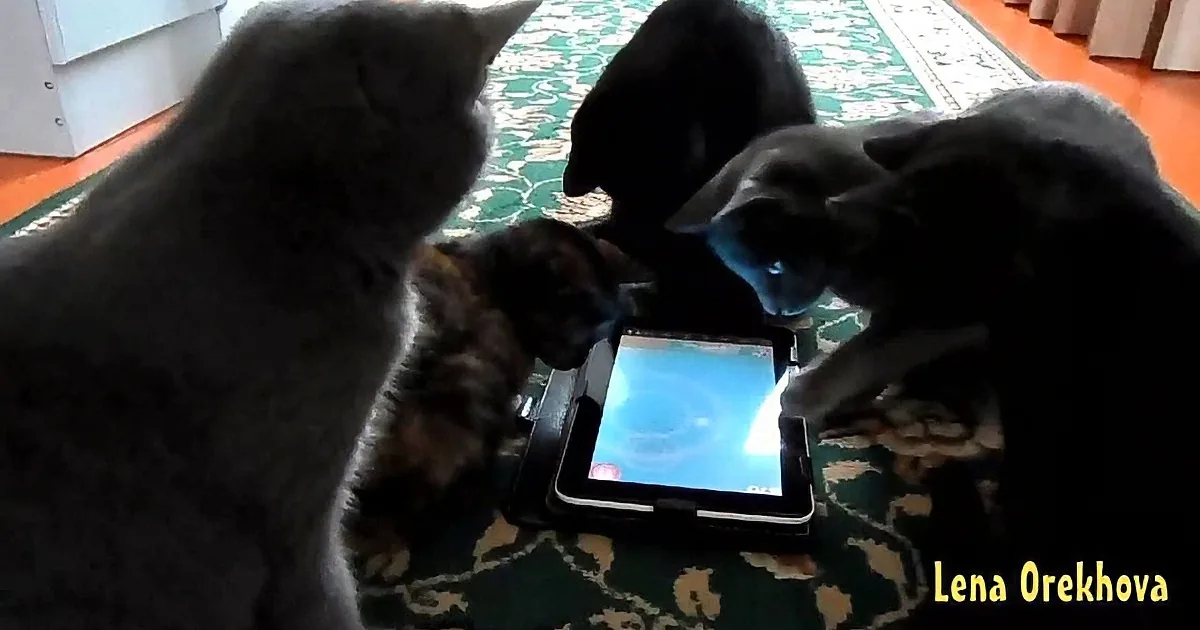 Several cats gather around a tablet, seemingly intrigued by the screen's content.