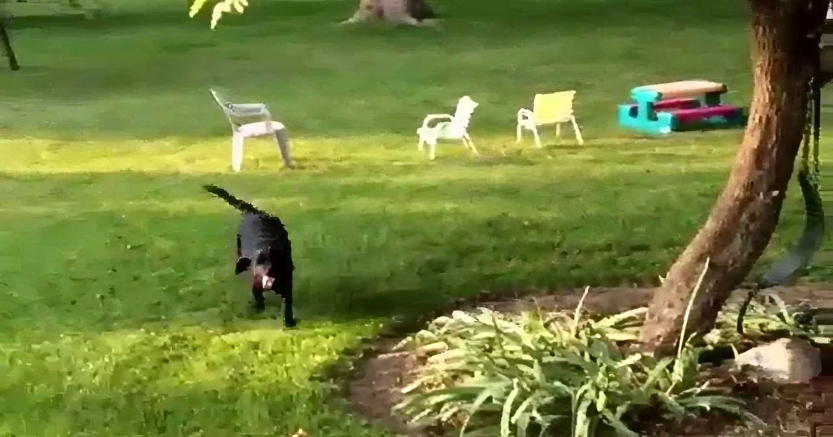 A black cat runs across a grassy yard with a tree and colorful chairs in the background.
