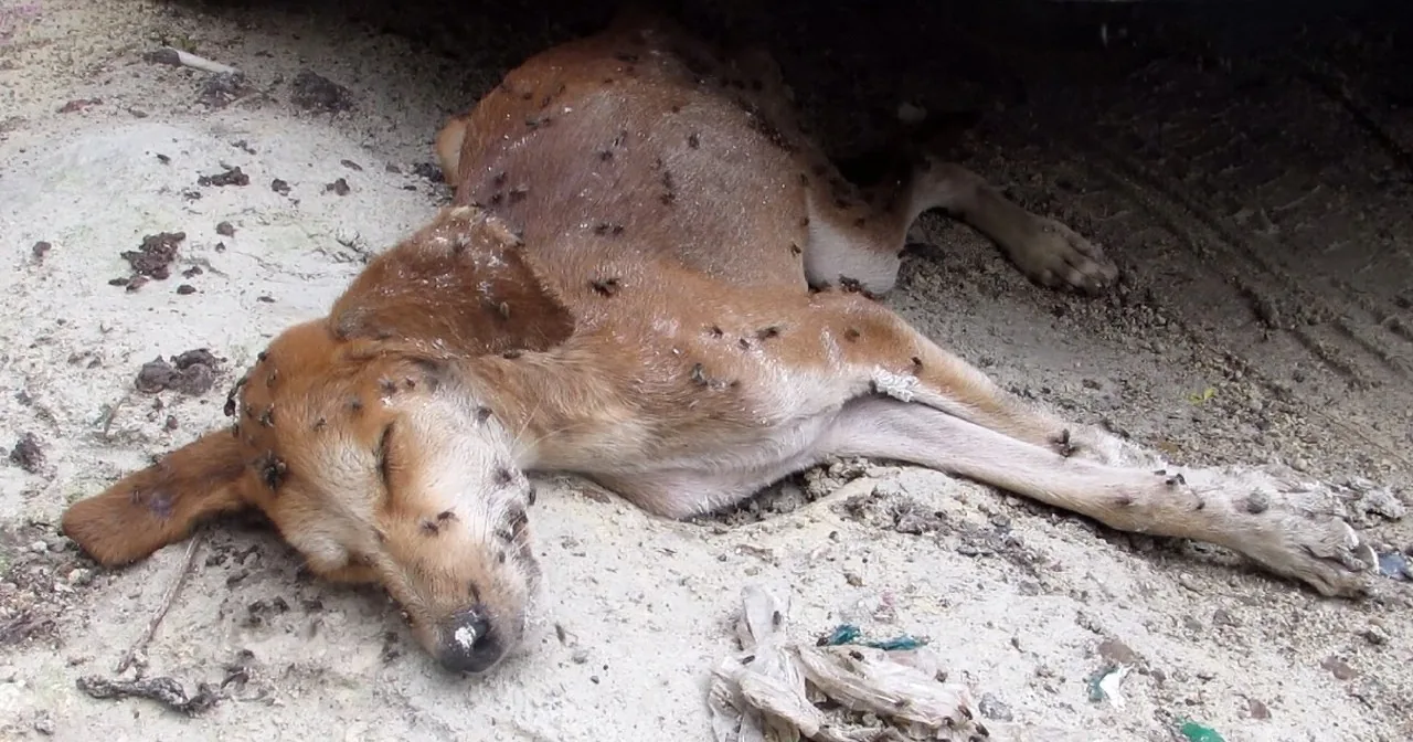 A dog lies on the ground, covered in flies, appearing to be in distress.