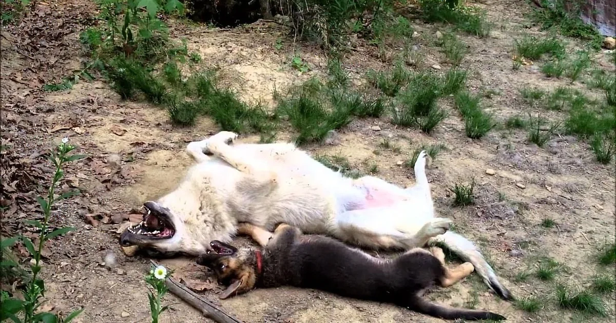 Giant Wolf Can't Hide His Enthusiasm When He Meets a Small German Shepherd Puppy