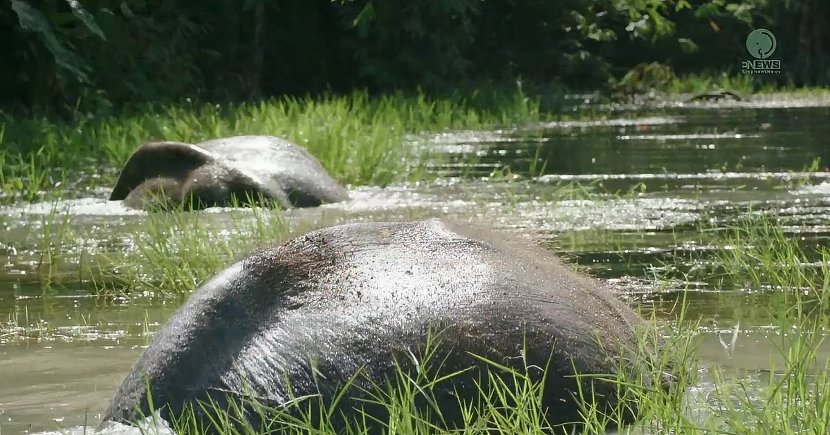 Old Rescued Elephants Act Like Kids When They See the River for the First Time in Years! Aww!