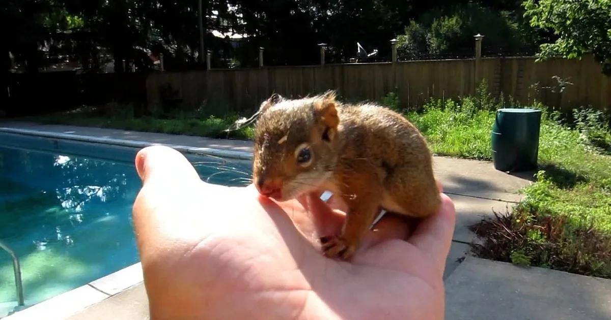 A hand holds a small squirrel near a pool, with a wooden fence and greenery in the background.