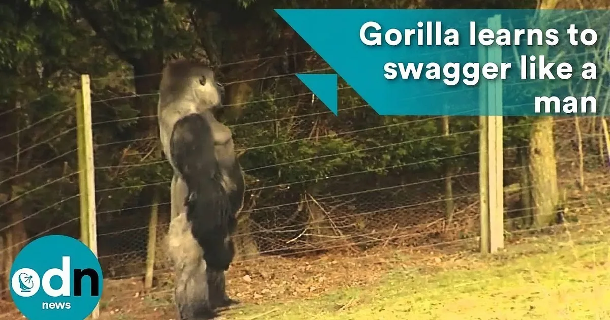 A gorilla stands on its hind legs, mimicking a human stance, with a caption about learning to "swagger like a man."