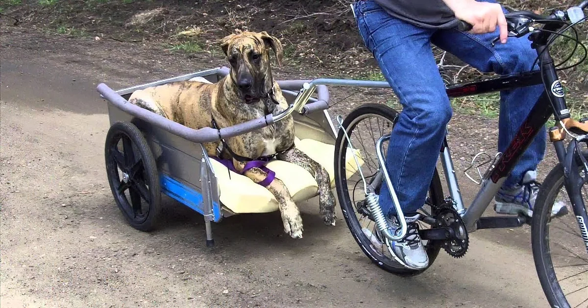A dog sits calmly in a bike trailer attached to a bicycle, with a person riding it.