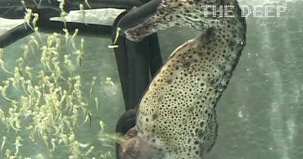 Male Seahorse Began Twitching, but Pay Close Attention to the Top of His Belly. Whoa!