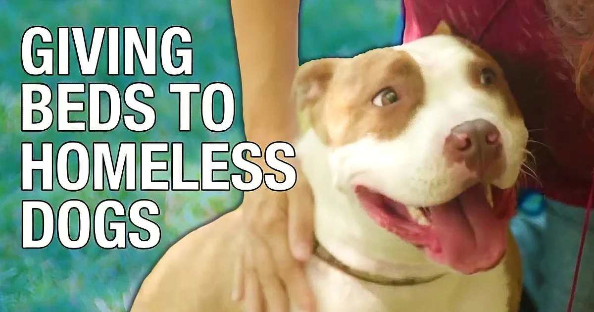 A happy dog with a person holding it, text says "Giving Beds to Homeless Dogs."